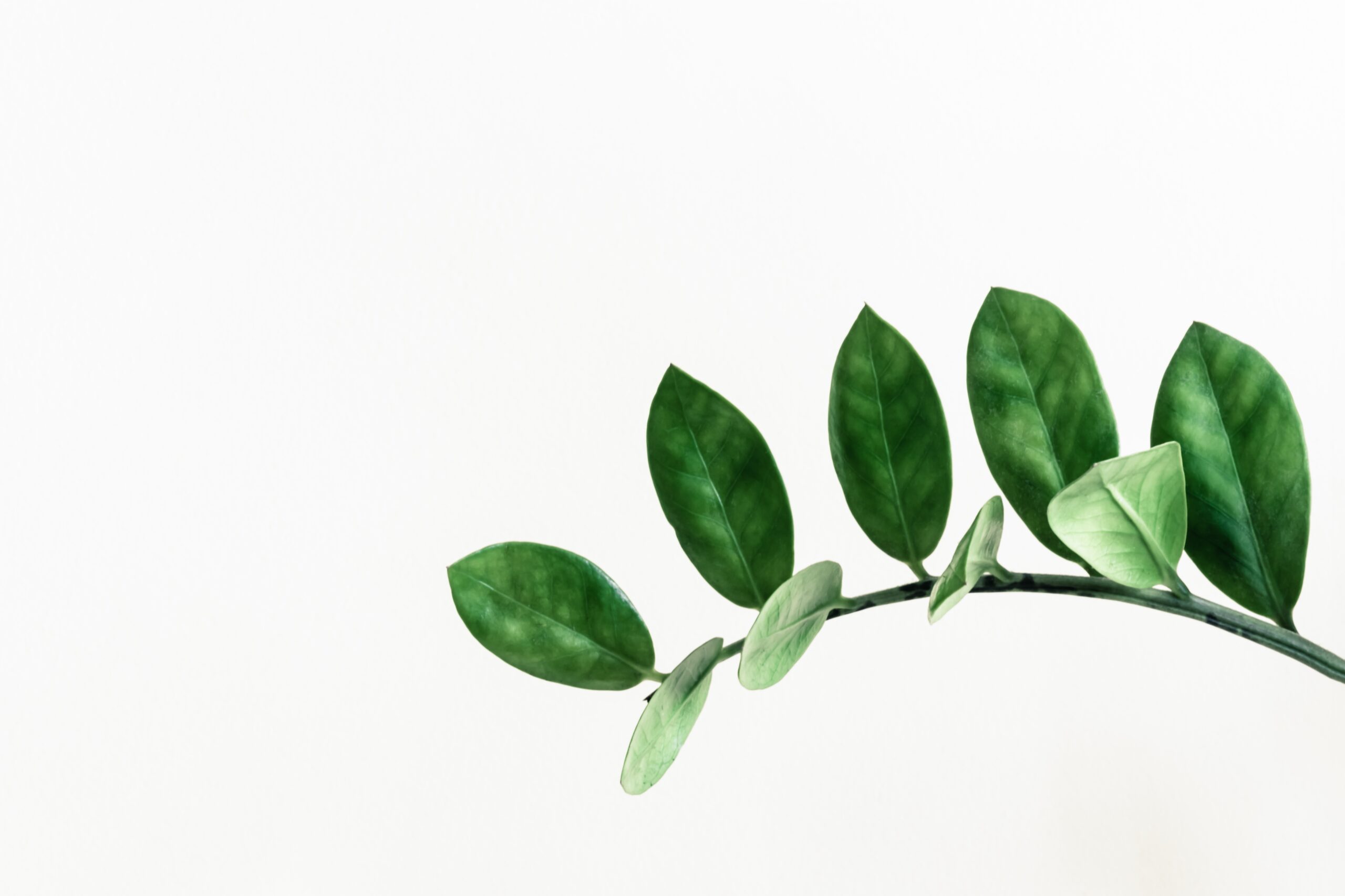 豊富な植物専用オンラインショップ!【Green SnapSTORE】